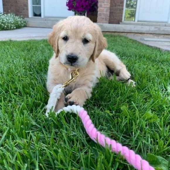 Meet your Posher, Alison - Picture 1 of 1